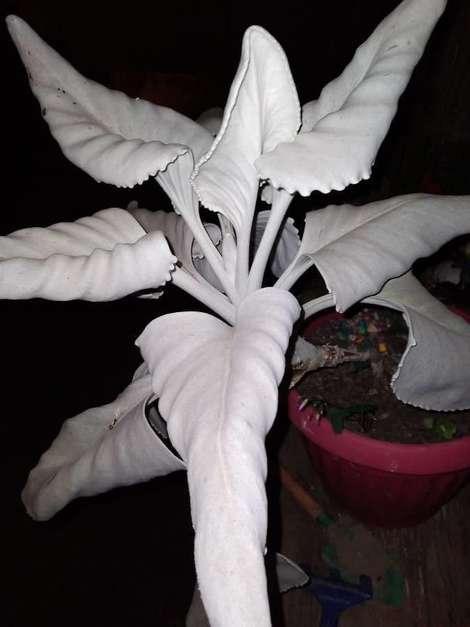 Senecio 17