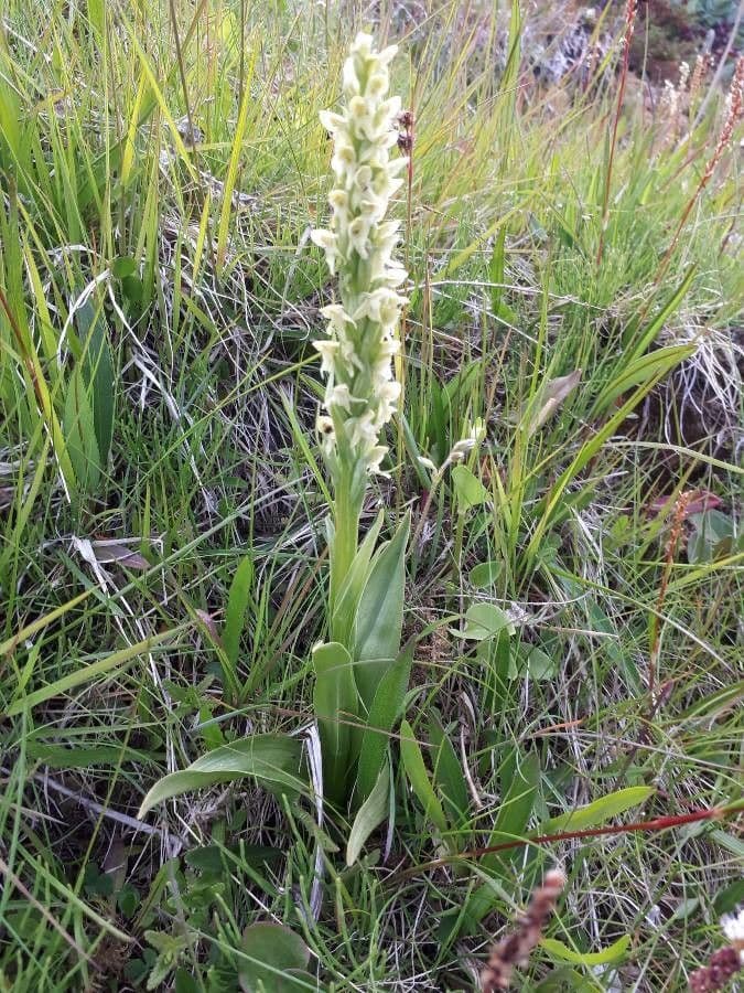 Orchide pallida 17