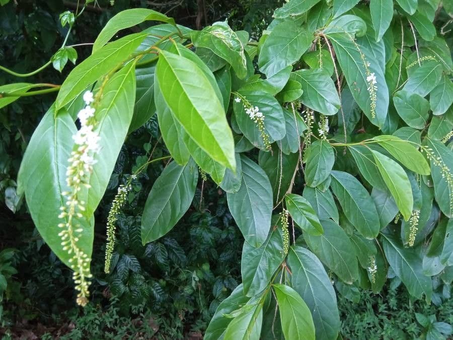 Citharexylum 30