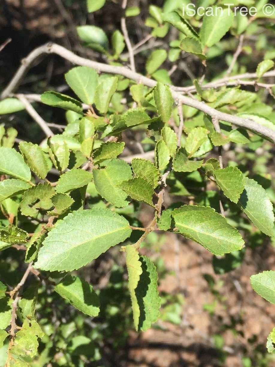 Grewia occidental 17