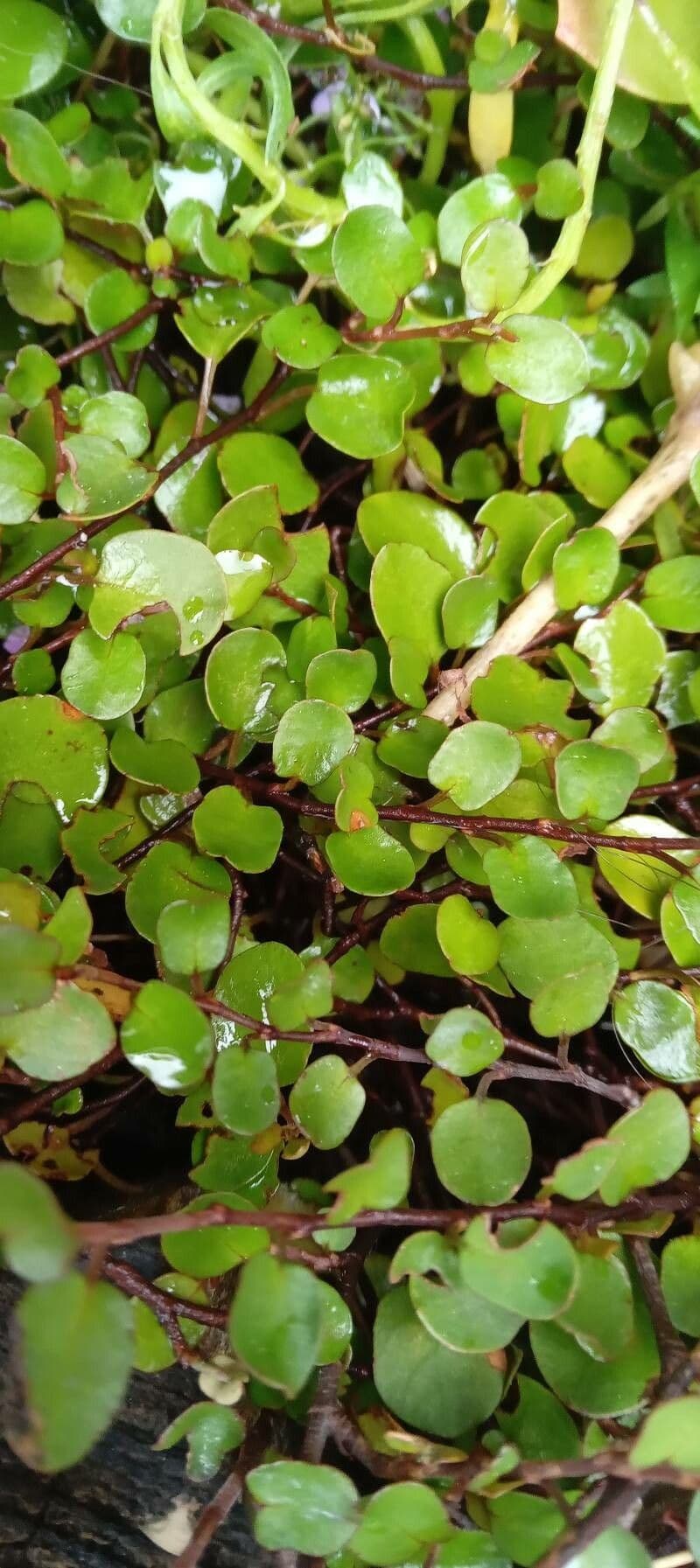 Muehlenbeckia complexa 13