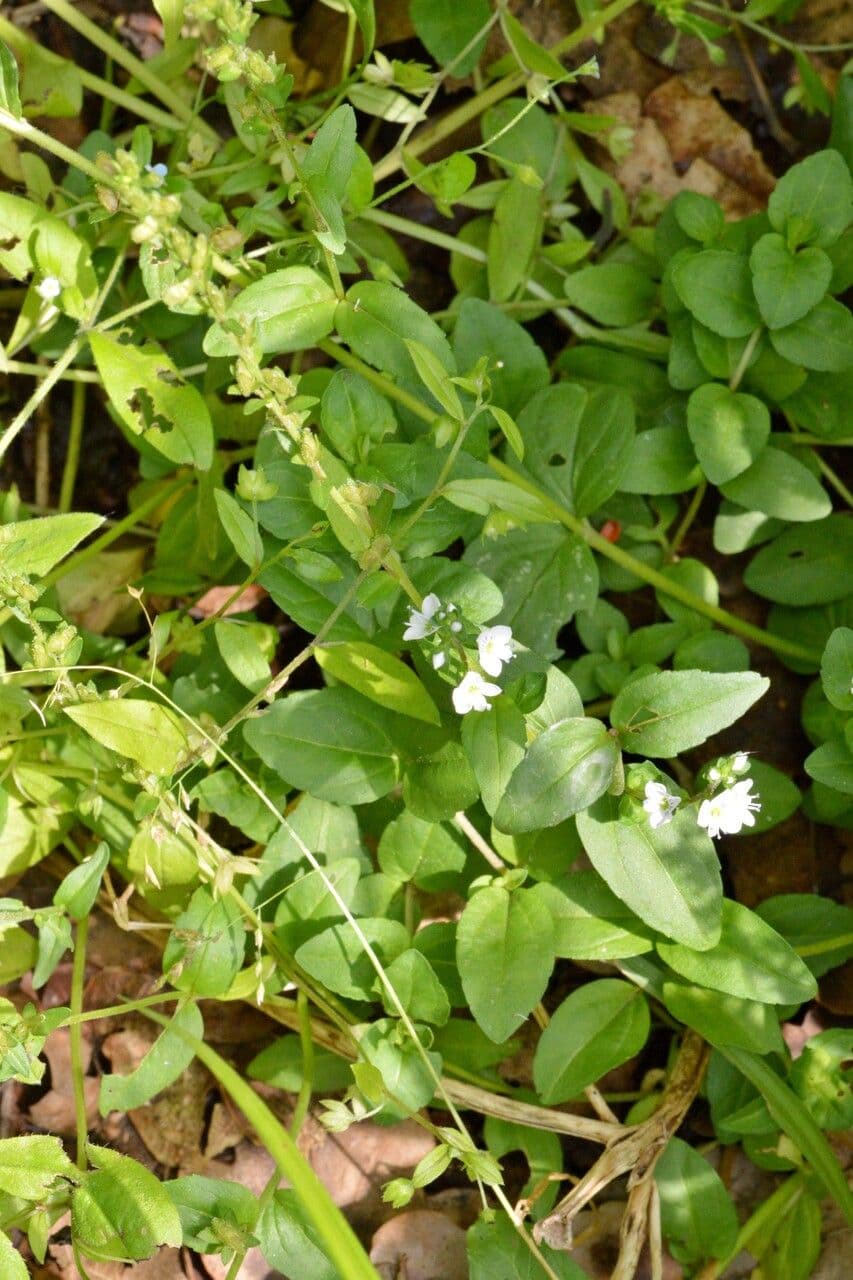 Veronica serpilifolia 28