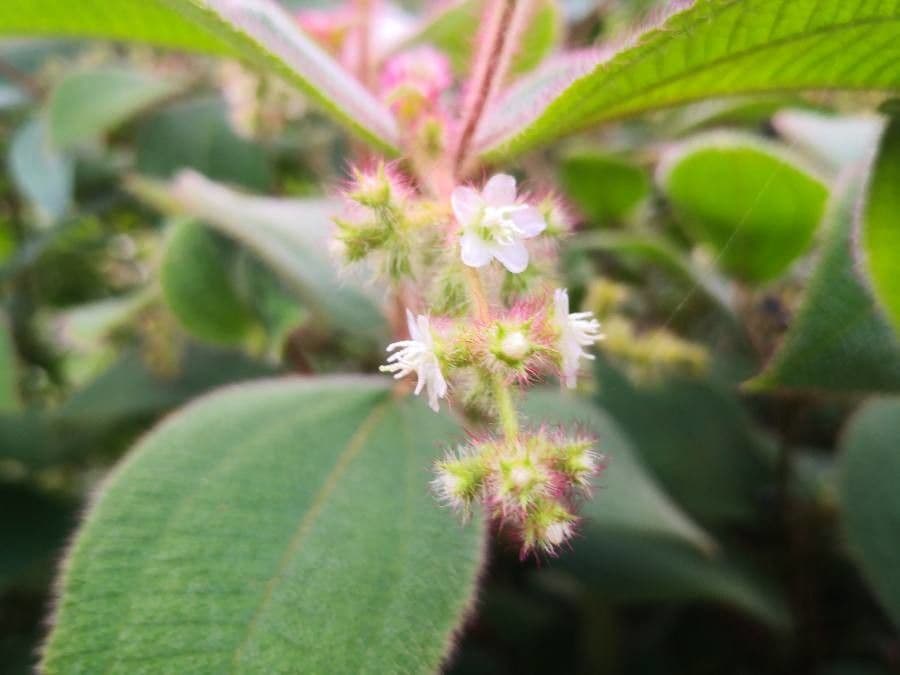 Miconia pendente 10