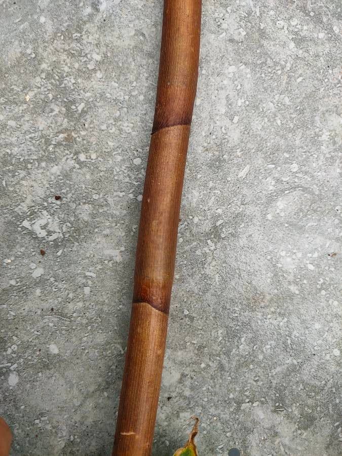 Costus spiralé 21