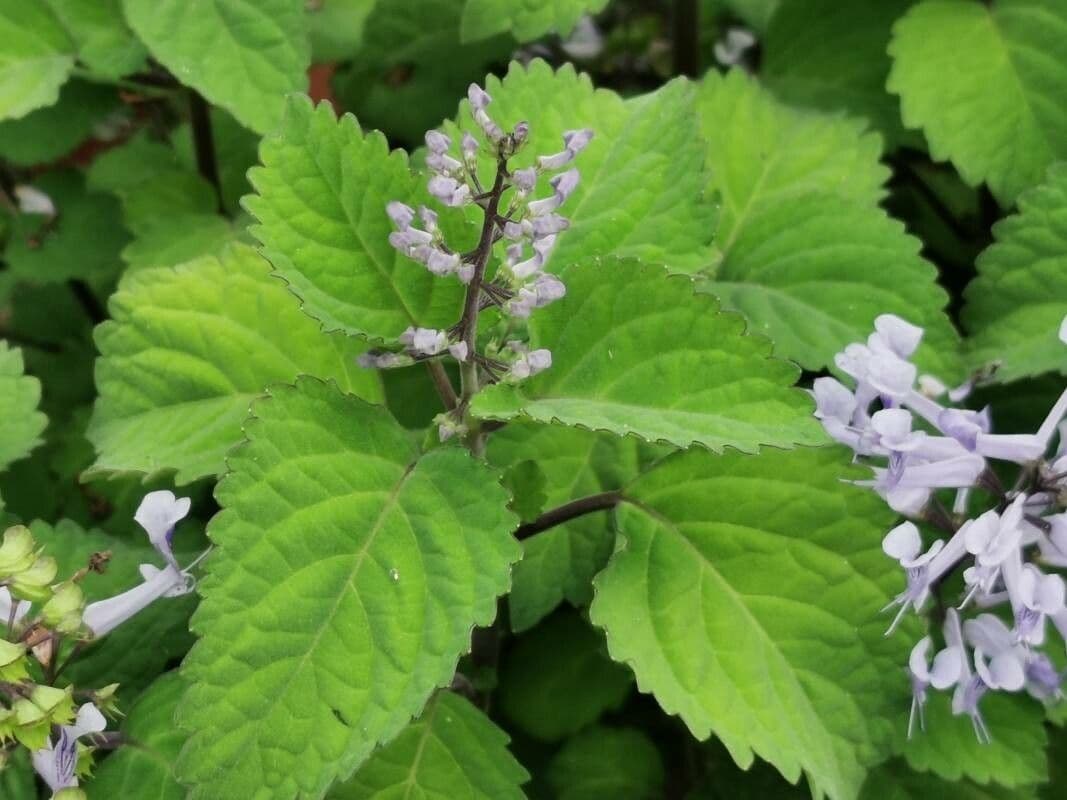 Plectranthus 19