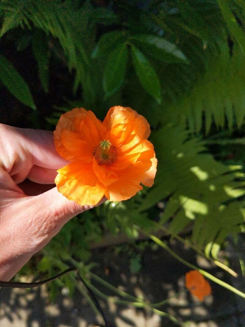 Atlantischer Mohn