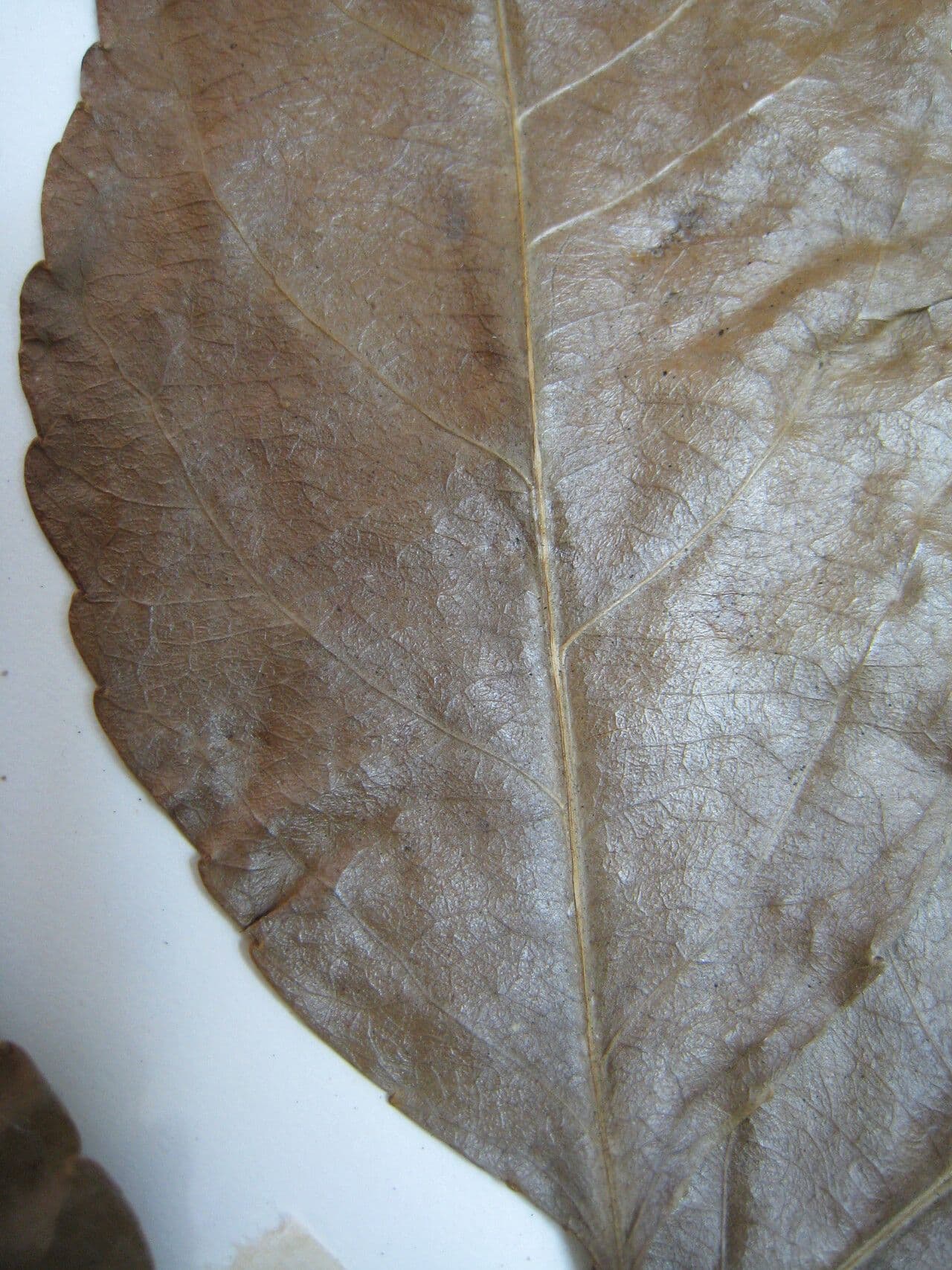 Bentham Xylosma 2