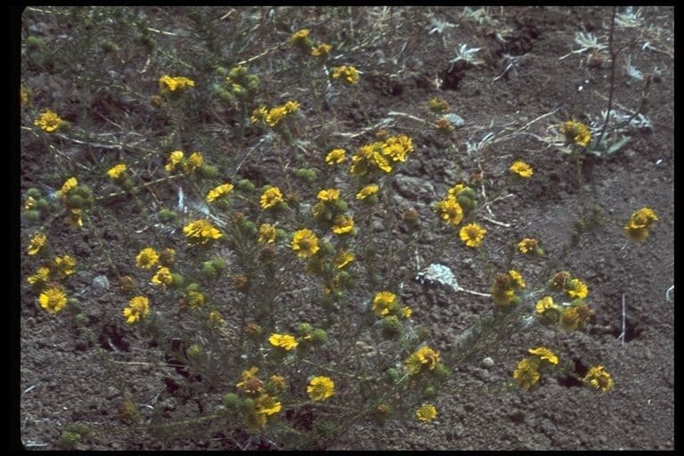 Holocarpha macradenia 6