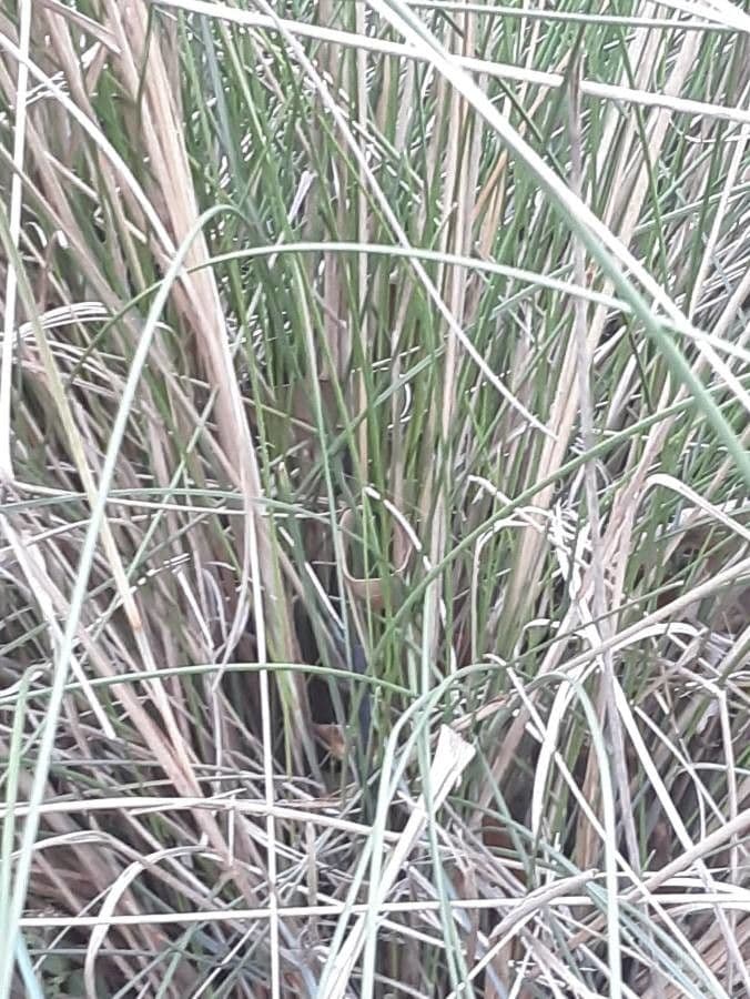 Muhlenbergia 13