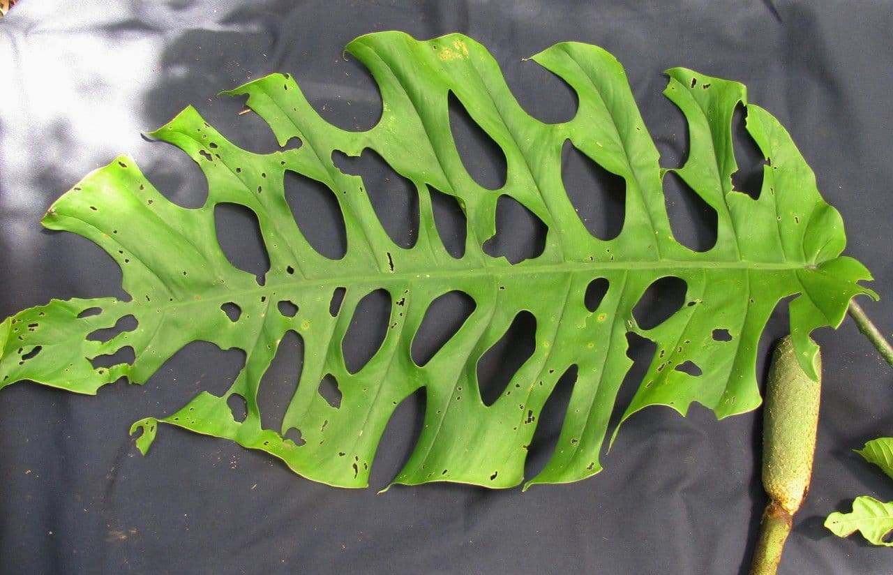 Monstera 8