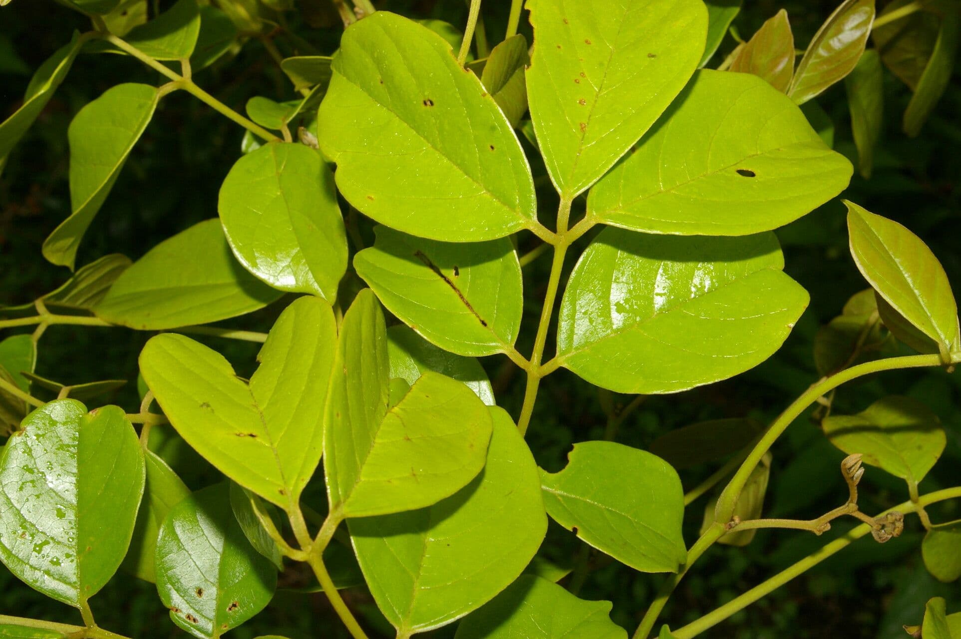 Lonchocarpus 6