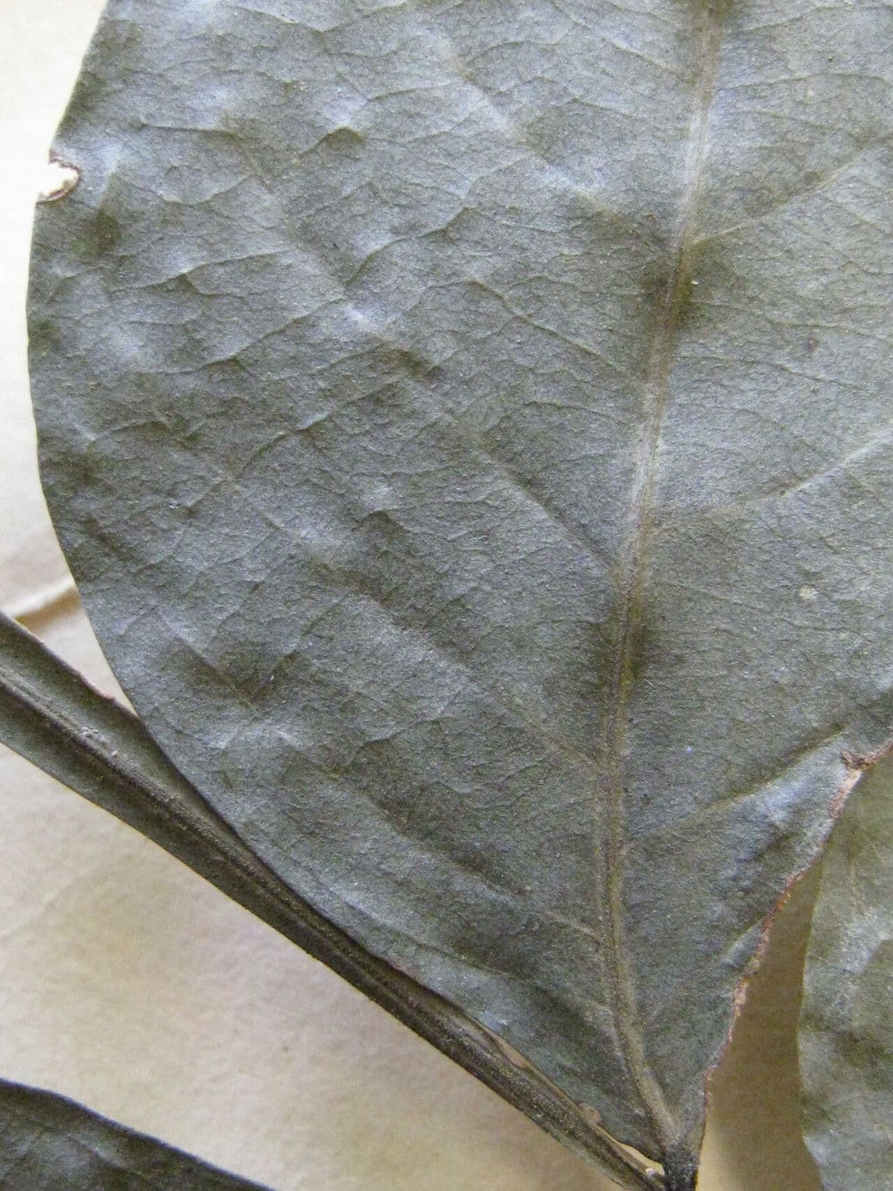 Inga auristellae 2