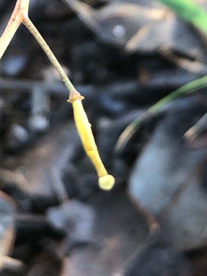 Diplotaxis catholica