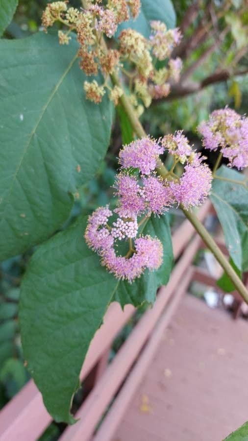 Callicarpa 7