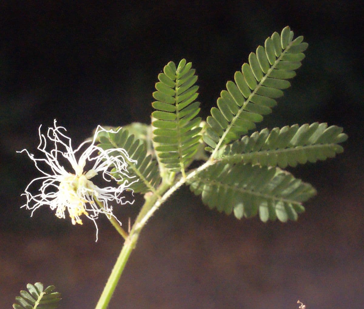 Bogen-Desmanthus 8