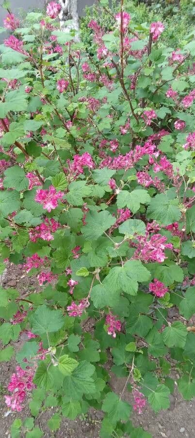 Ribes a fiori 12