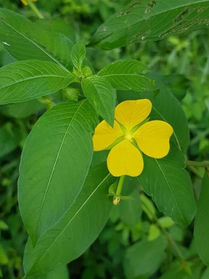 Ludwigia alternifolia 8