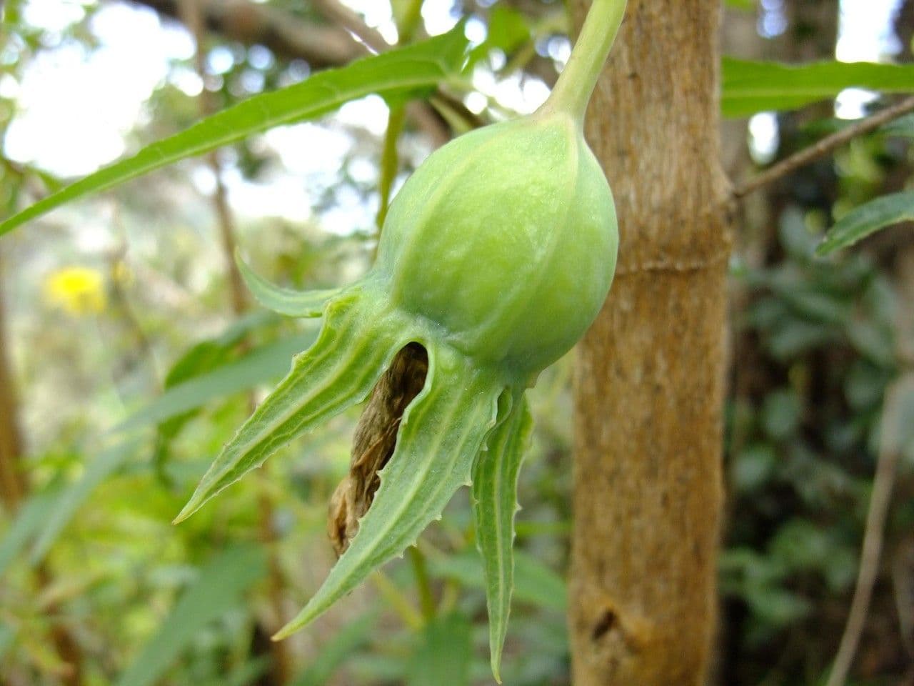 Canary bellflower 2