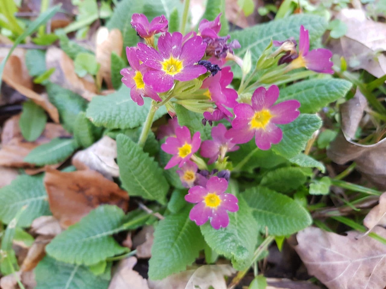 Primula maggiore 6