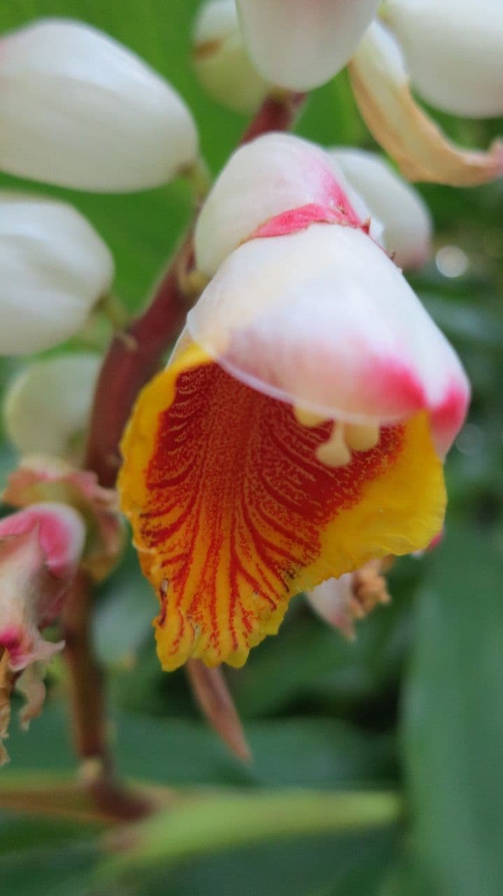 Alpinia zerumbet 7