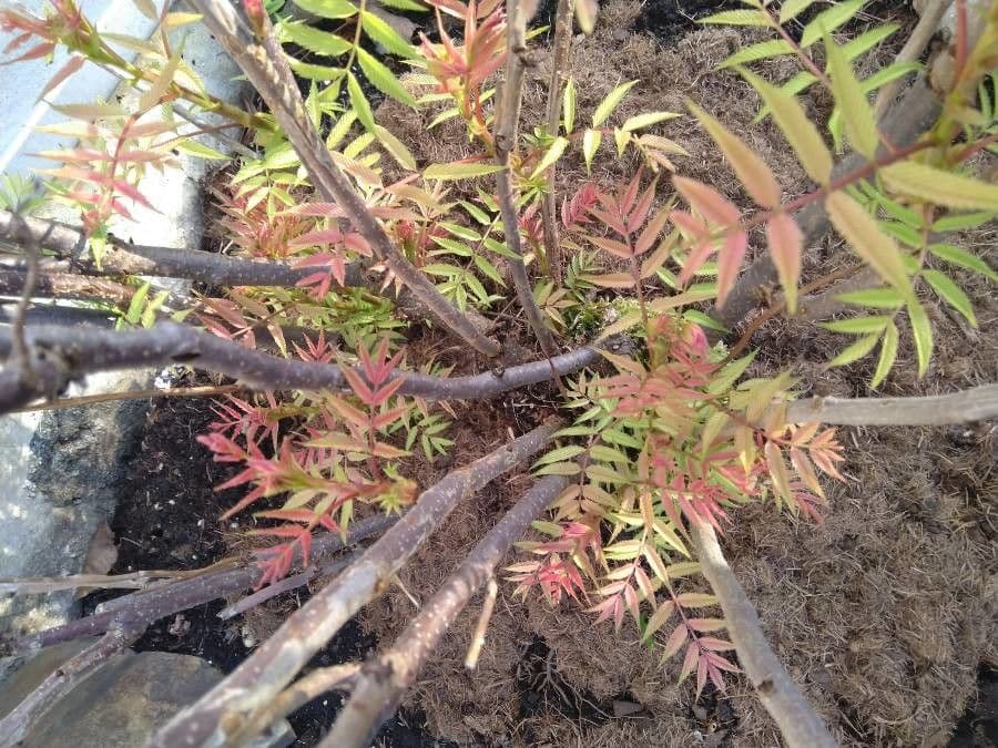 Sorbaria 22