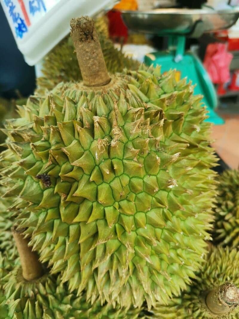 Durian 3