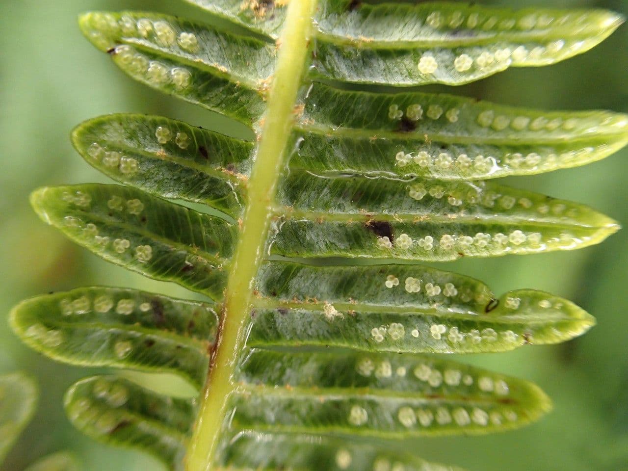 Sticherus