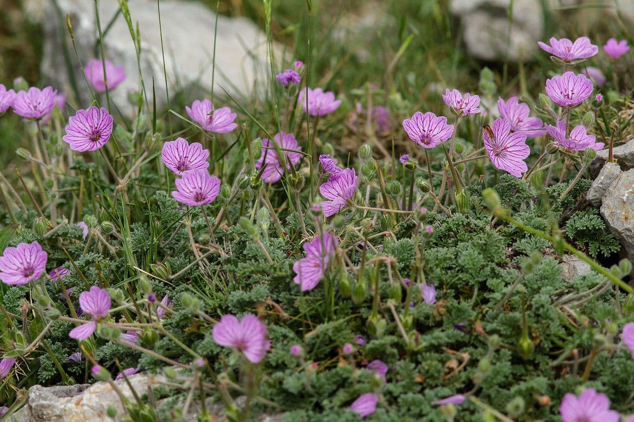 Stinkender Storchschnabel 9