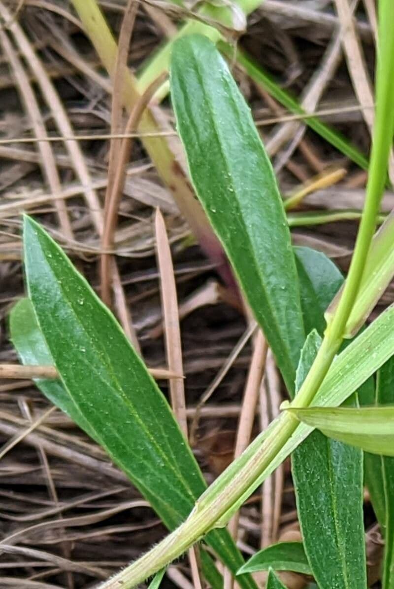 Penstemon verde 9