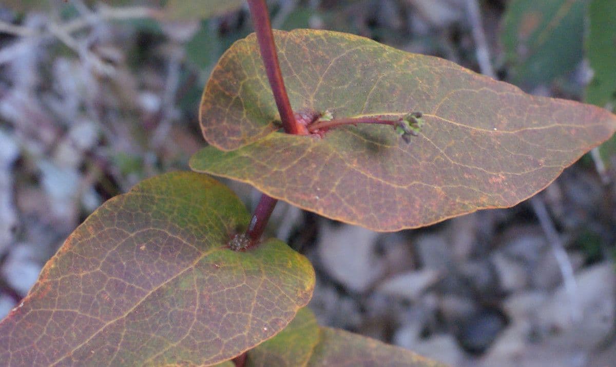 Daviesia cordata 10