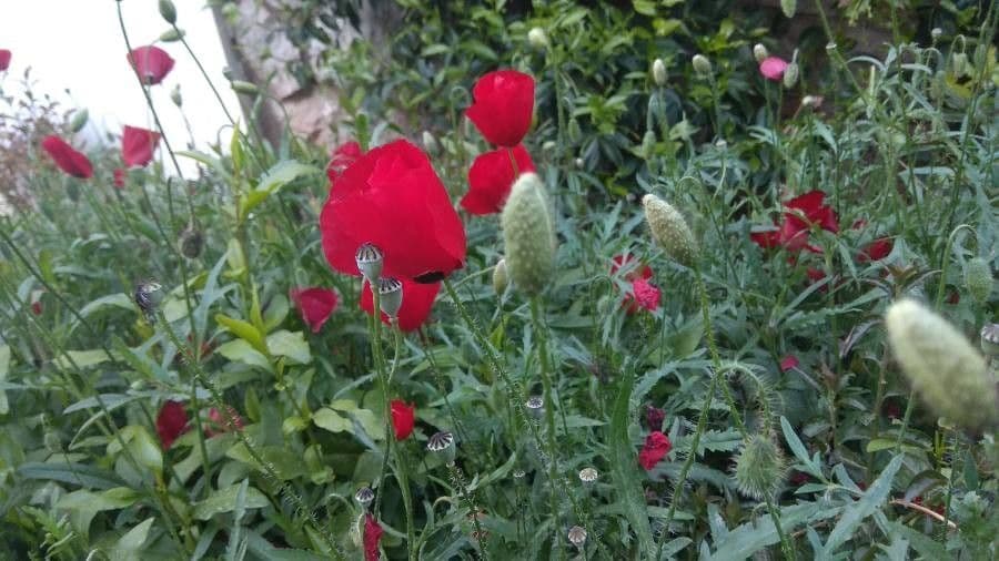 Sand-Mohn 3