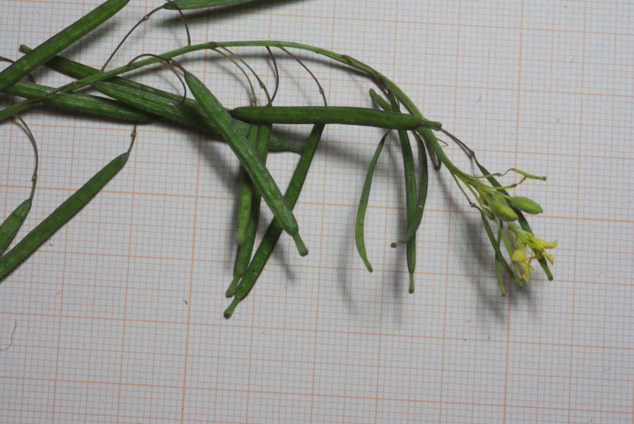 Diplotaxis harra 14