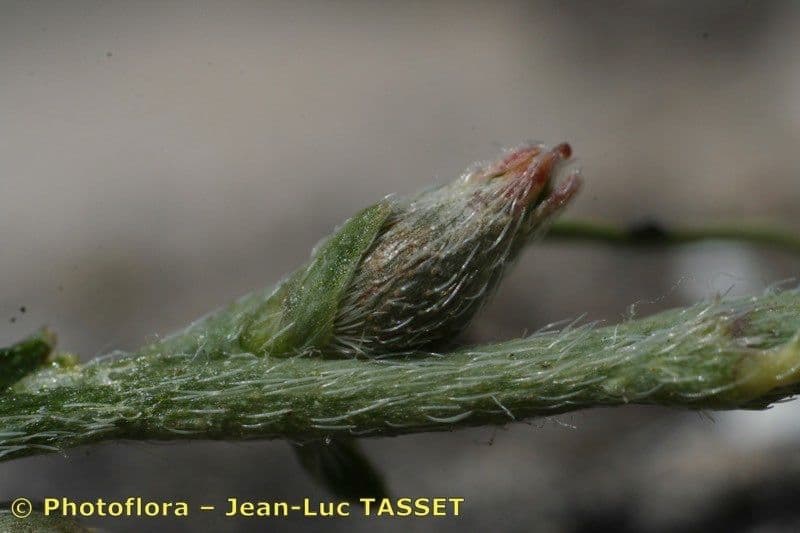 Passerina 3