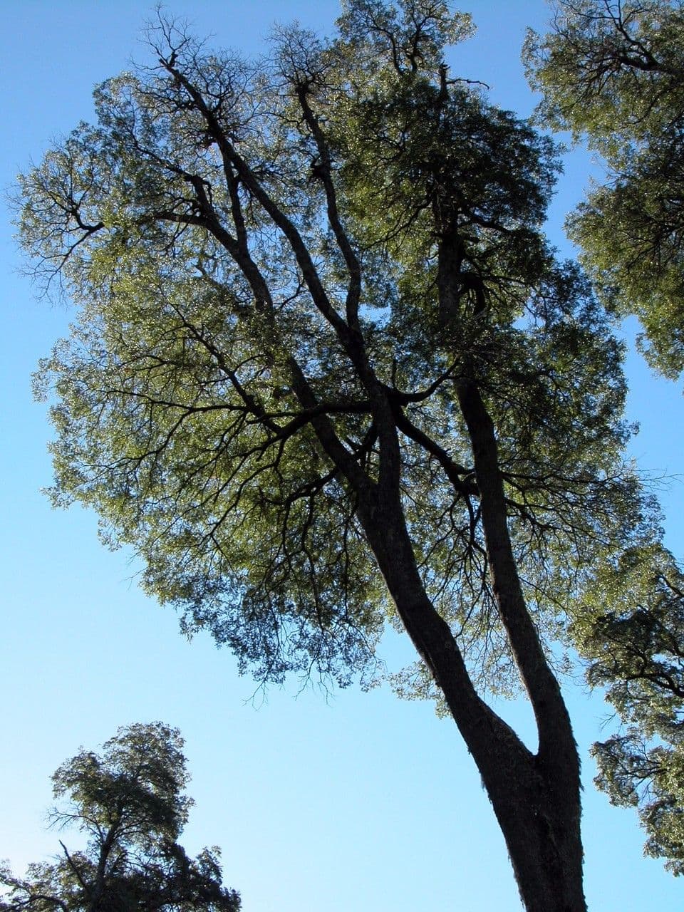 Coigüe 26