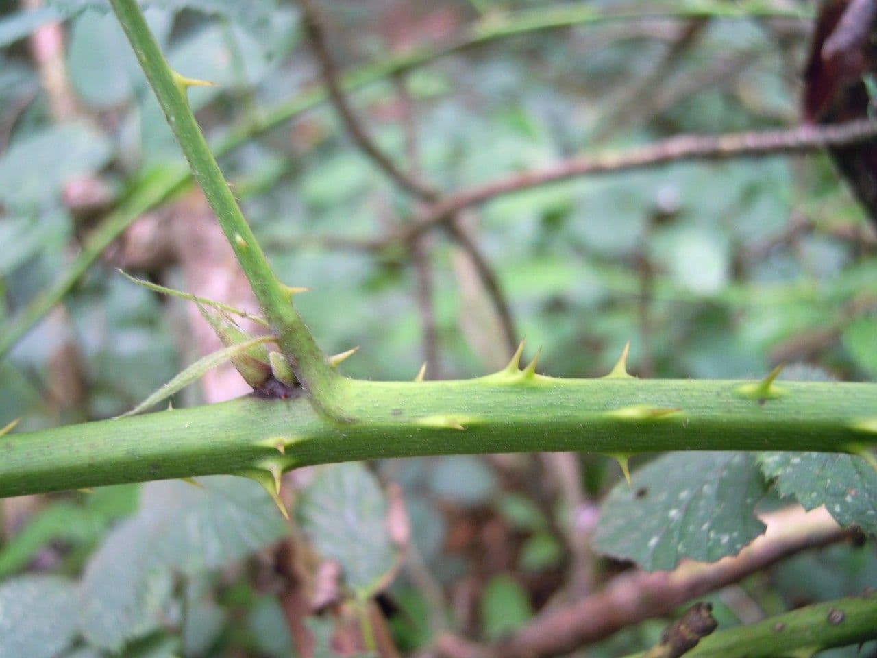 Brown-stemmed bramble 8