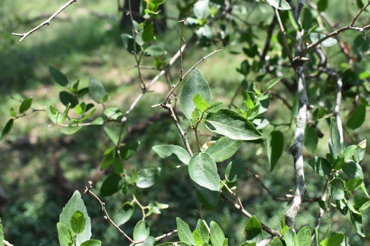 Celtis 6