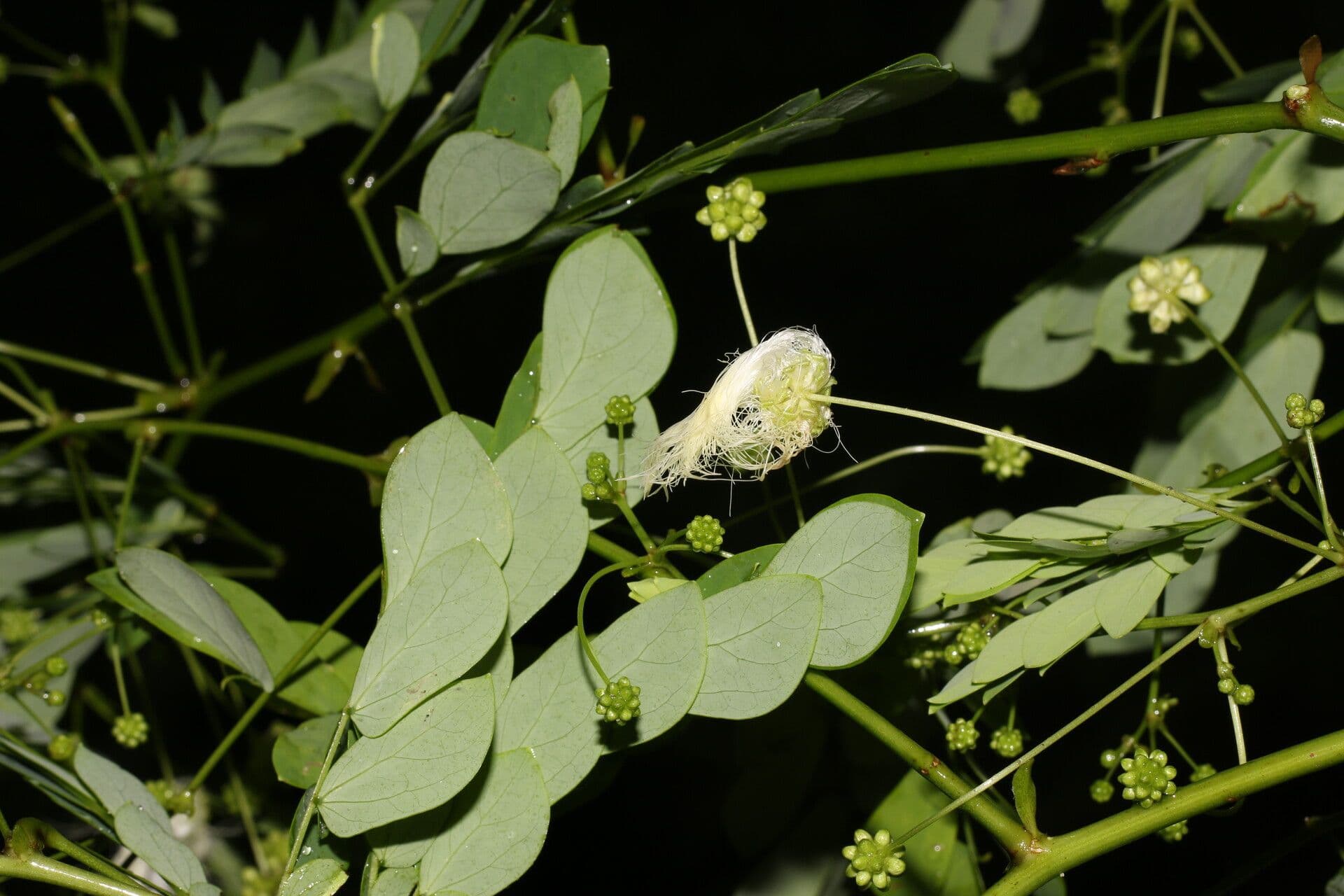 Schott's stickpea