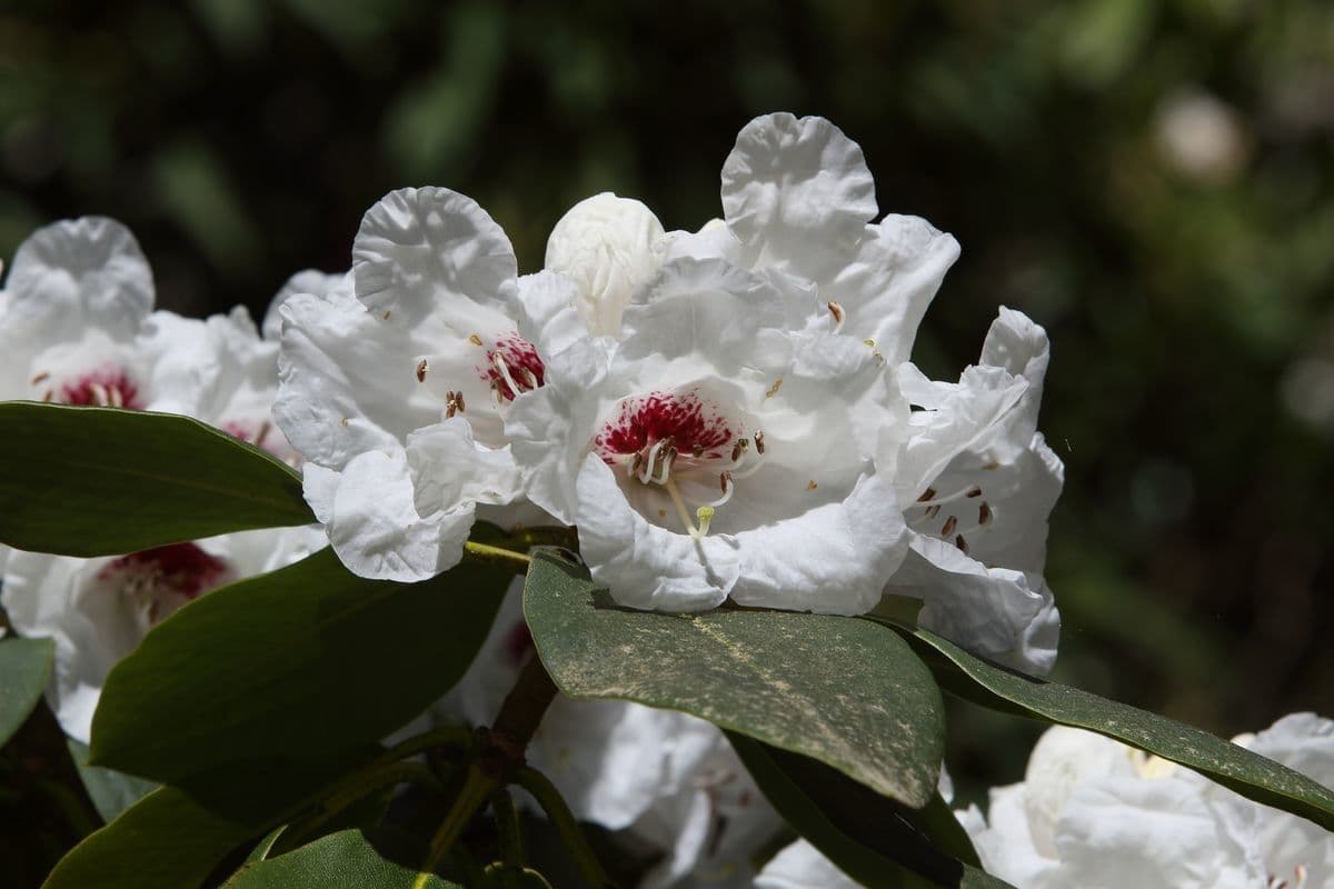 Rododendro 5