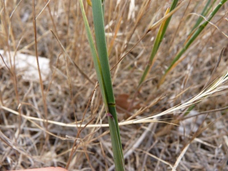 Fienarola compressa 23