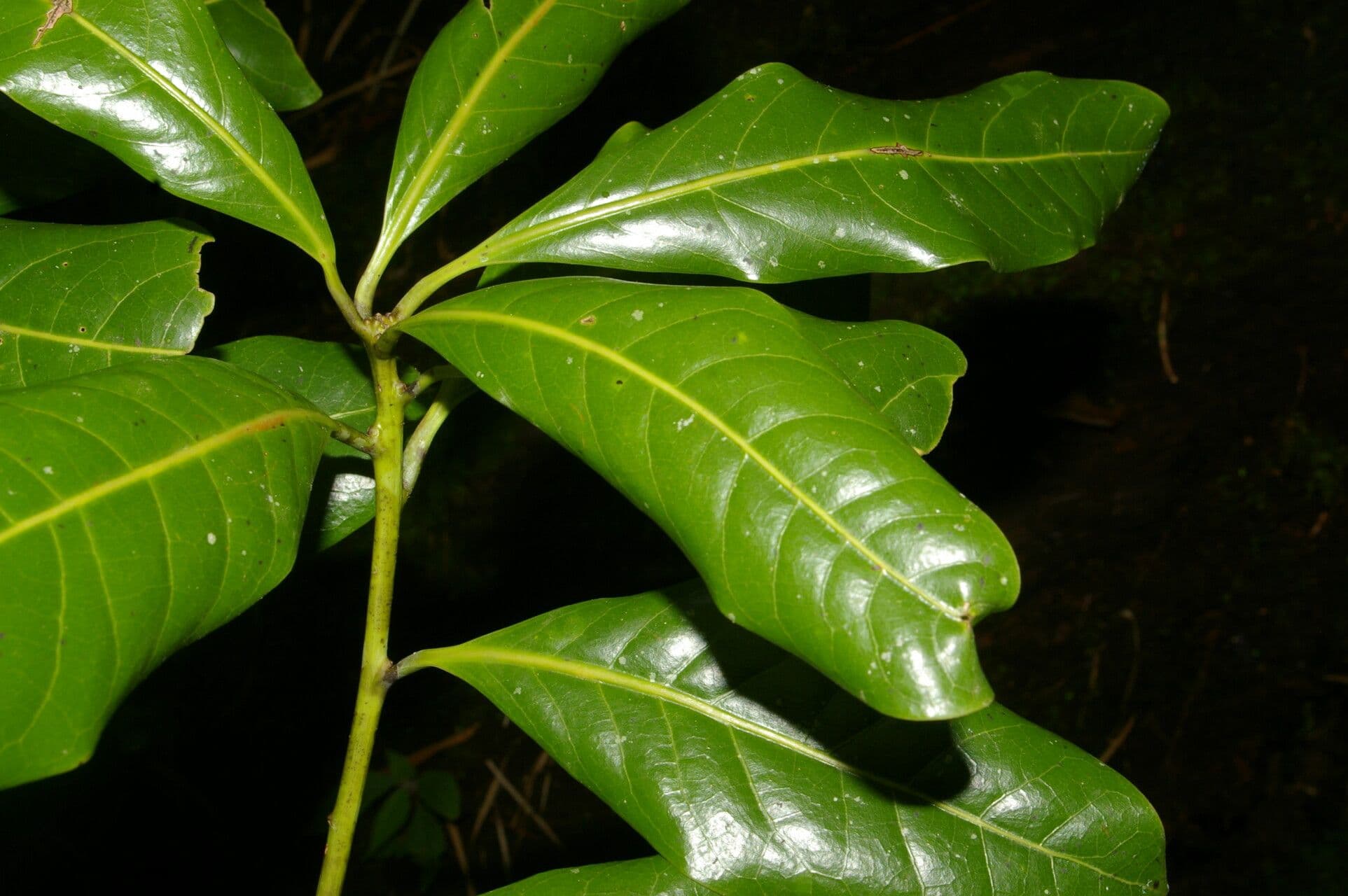 Persea 3