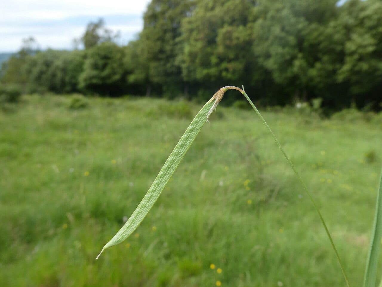Gras-Platterbse 5