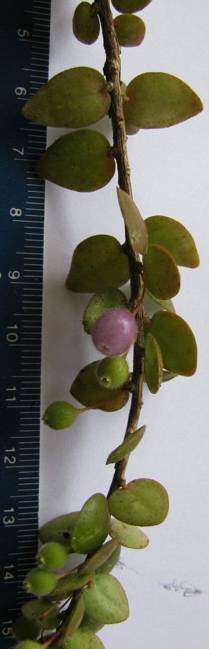 Sphyrospermum 11