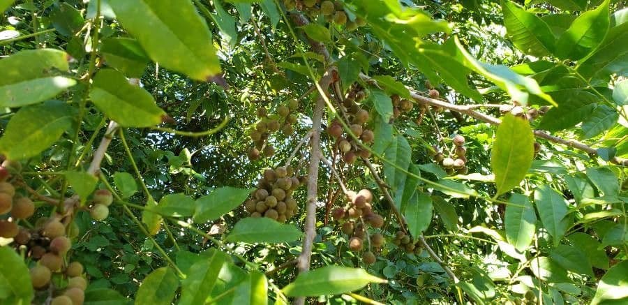 Longan 3