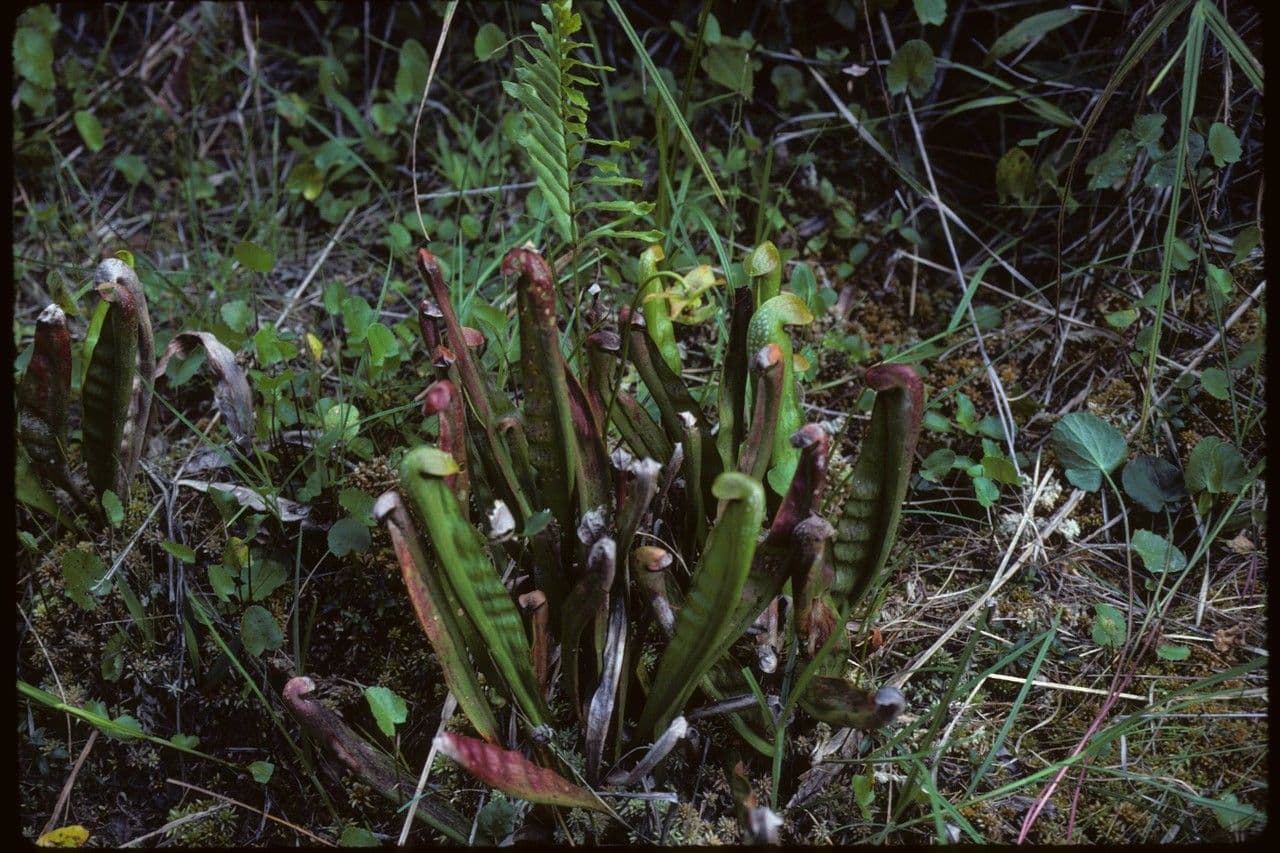 Sarracenia minore 9