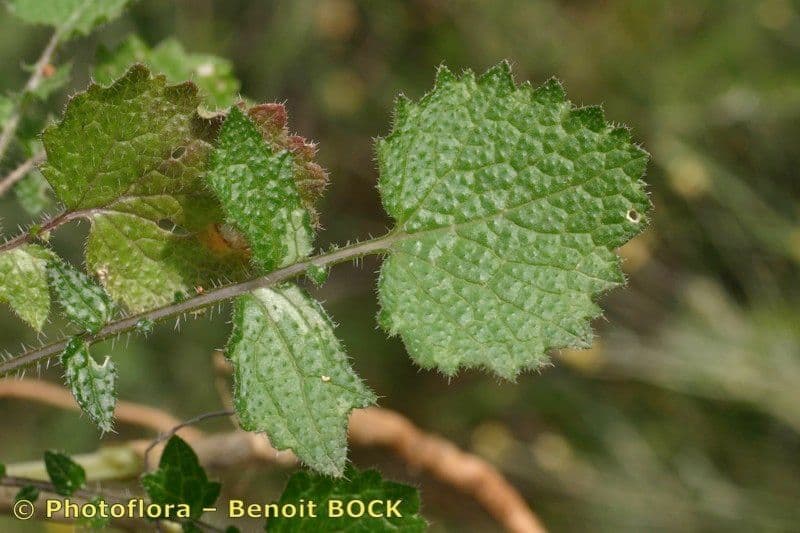 Crambe filiforme 17