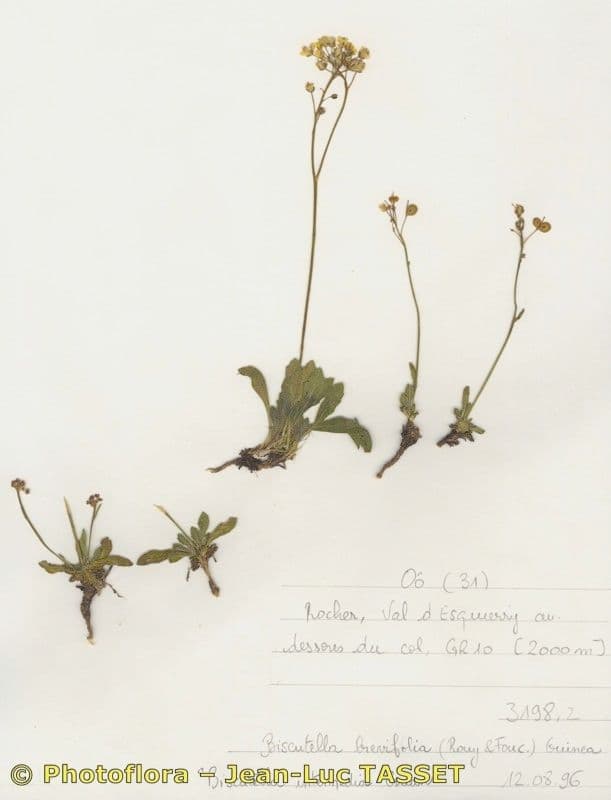 Biscutella 6