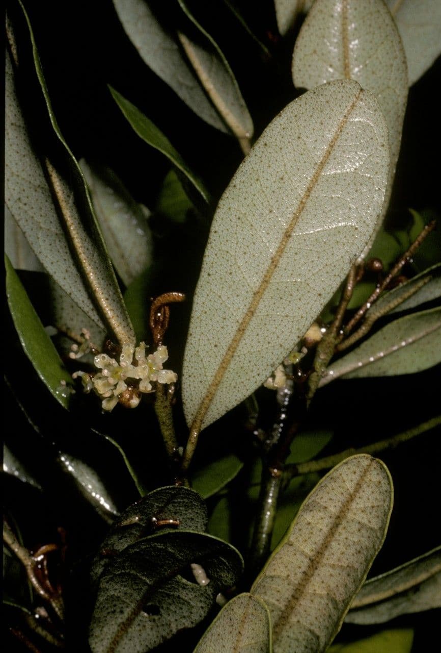 Aextoxicon punctatum 7