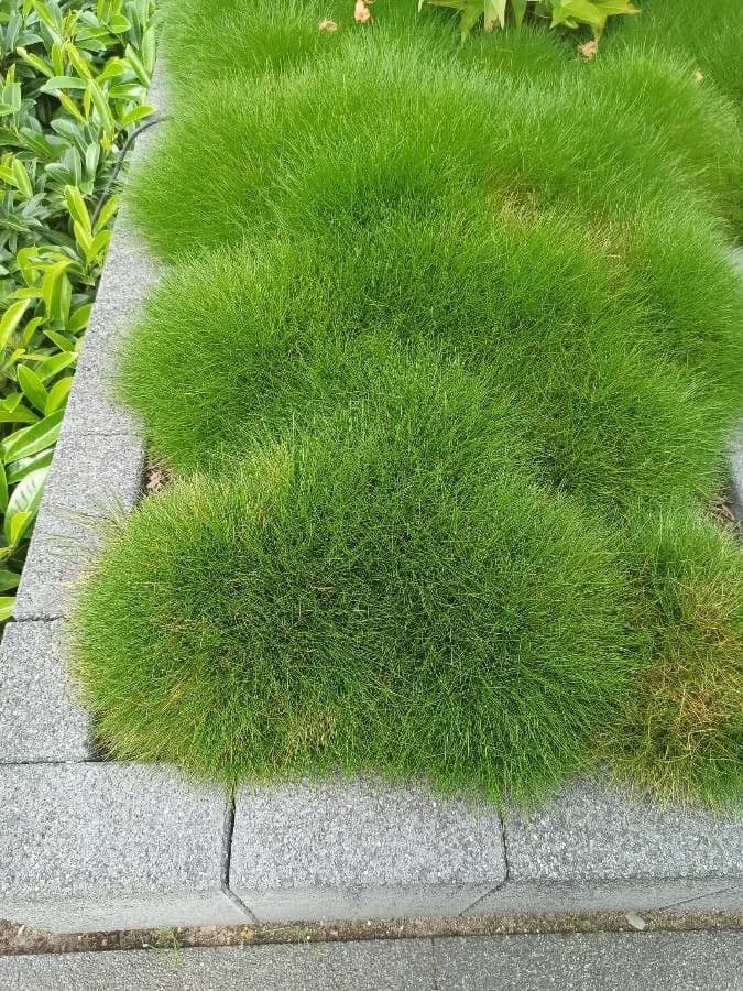 Festuca gautieri 14