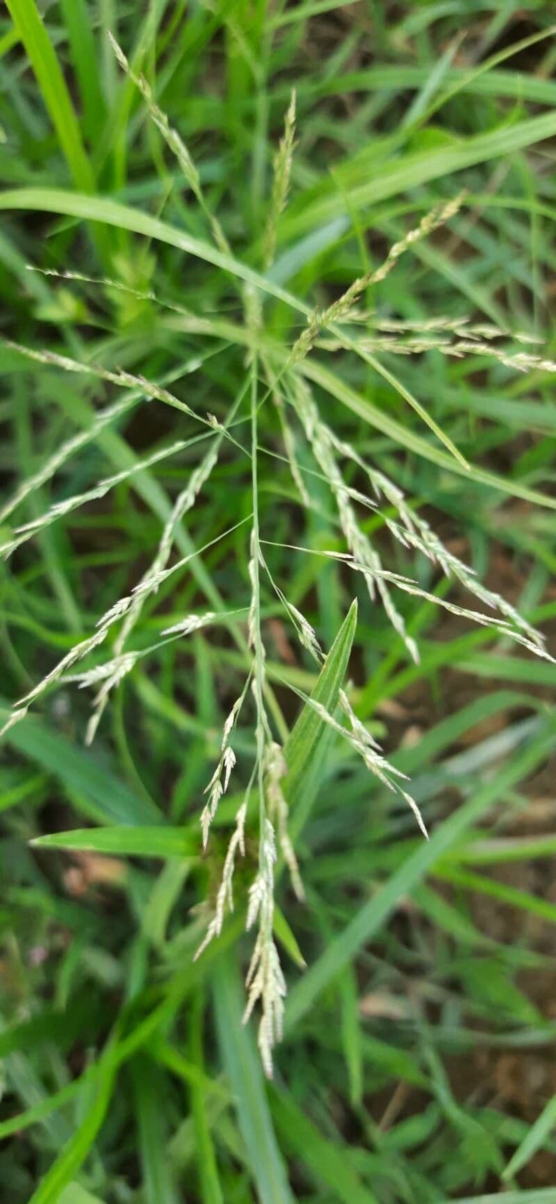 Eragrostis mexická 6