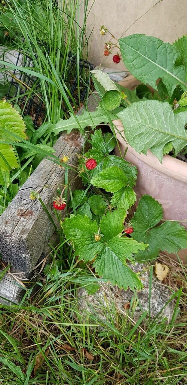 Fragola di bosco 15